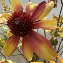 Afbeelding in Gallery-weergave laden, Kunstbloemen abonnement Silk-ka Bloemings Atelier Nijmegen