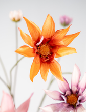 Afbeelding in Gallery-weergave laden, Kunstbloemen Dahlia oranje 90cm Silk-ka