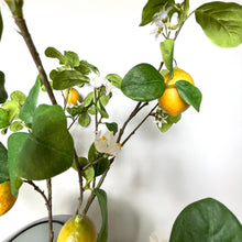 Afbeelding in Gallery-weergave laden, Citroentakken silkka boeket Bloemings Atelier