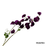 LATHYRUS TAK PRS DK RT 121 cm Bloemings Atelier Nijmegen